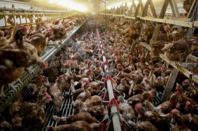Avian Flu: WHO Warns as Outbreaks in Cattle Triple in One Month.