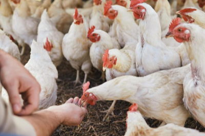 First Human Infection Cases by Avian Influenza Virus in Cambodia.