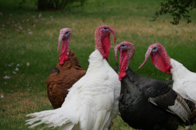 H5N1 Avian Influenza: Summary of the Current Situation.