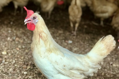 Avian Influenza – WOAH.