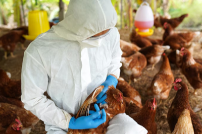 U.S. Shows a Surge in H5N1 Avian Influenza Cases.