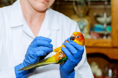 Questions and Answers about the Real Threat of the Avian Influenza A(H5N1) Epidemic.