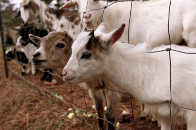 United States Detects Avian Flu in Livestock for the First Time.