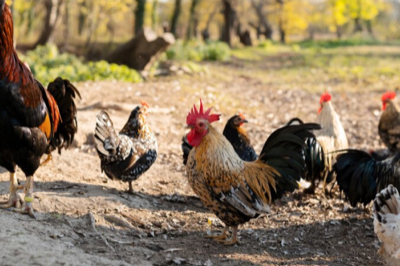 A New Avian Flu Outbreak Hits California's 'Egg Basket'.