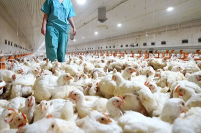 More Than 23,000 Birds Culled to Prevent Spread of Avian Flu in La Libertad.