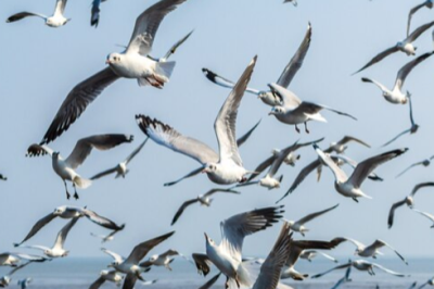 41% of Peru's Pelican Population Has Died Since the Start of the Avian Flu Outbreak.